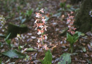 168s.jpg (20030 �o�C�g)