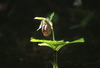 169s.jpg (8651 �o�C�g)