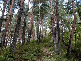 PIC00005s.jpg (36956 �o�C�g)