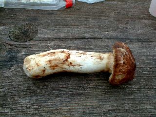 PIC00013s.jpg (25260 �o�C�g)