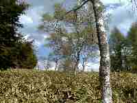 �̂ǂ��ȓo�R�R�[�X