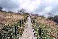 �����̖ؓ�